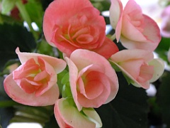 begonia13 (4)